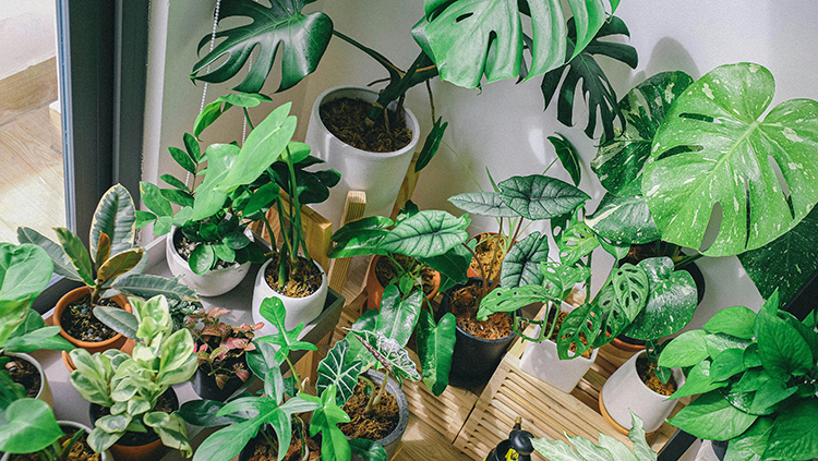 Top 10 Plants for Air Purification